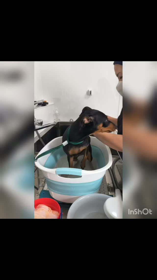 ミニチュアピンシャー🐶エミリーちゃん