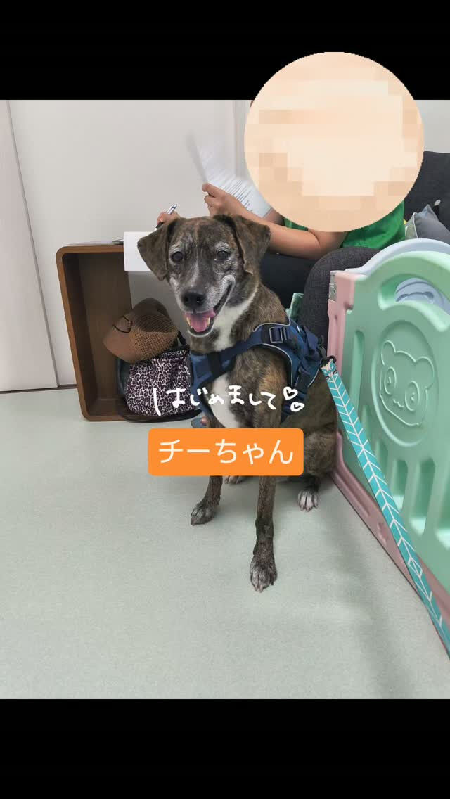 チーちゃんはじめまして🐾