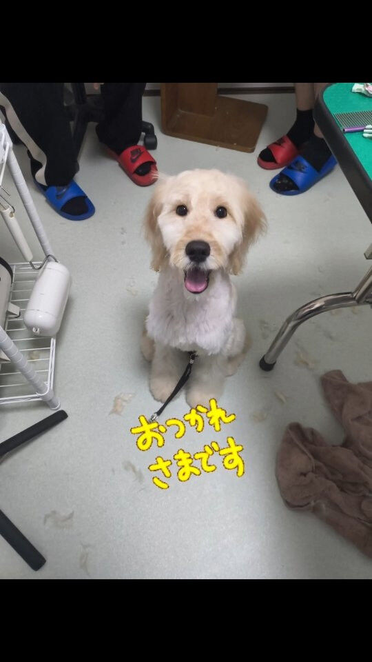 ゴールデンドゥードル🐶5ヶ月ピチピチガール❣️海ちゃん初めま