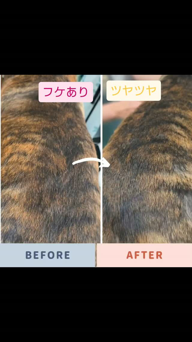 皮膚ケアを頑張っているチーちゃんです😊