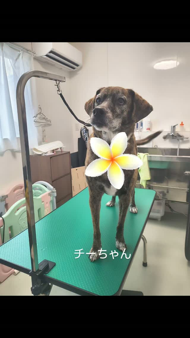 チーちゃんシャンプーお疲れ様です😊