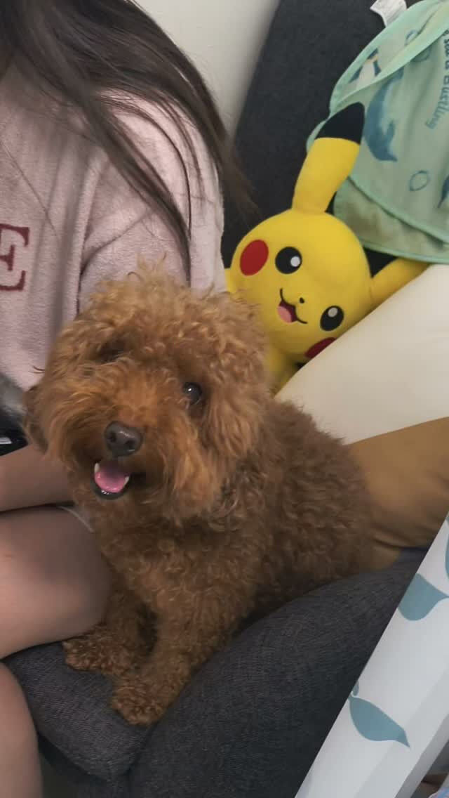 プードルのセブンちゃんです✨初めまして♡