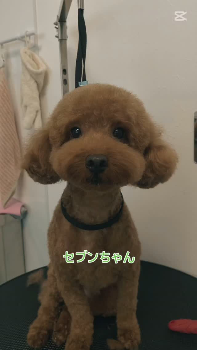 セブンちゃん