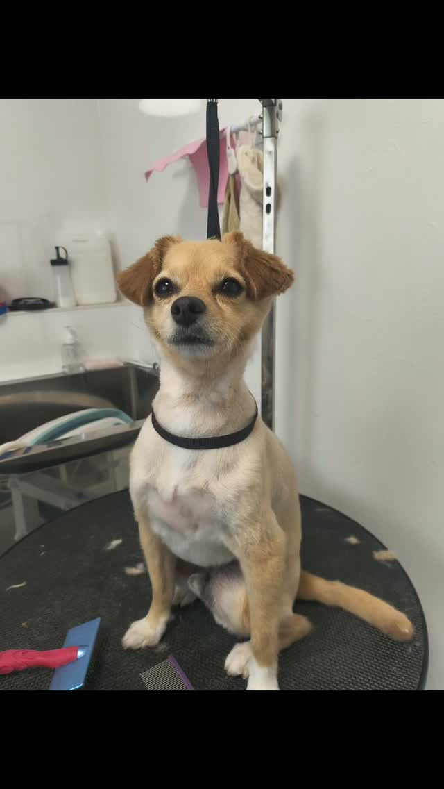 チワワ✖プードル🐶のチワプー！