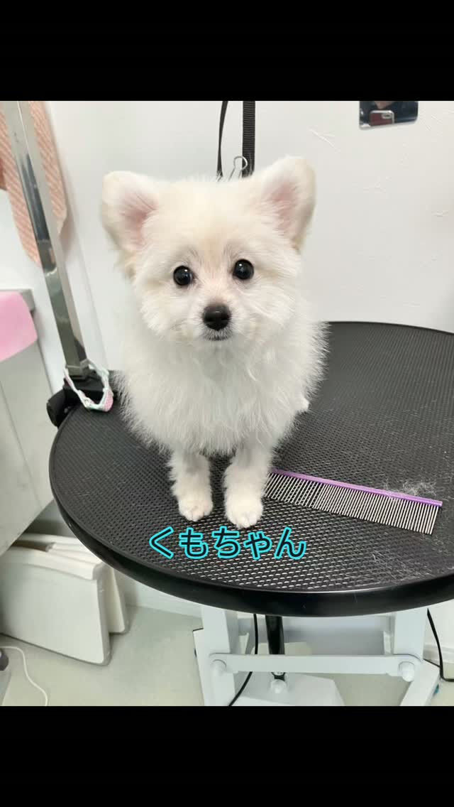 ポメラニアン✖プードル🐶