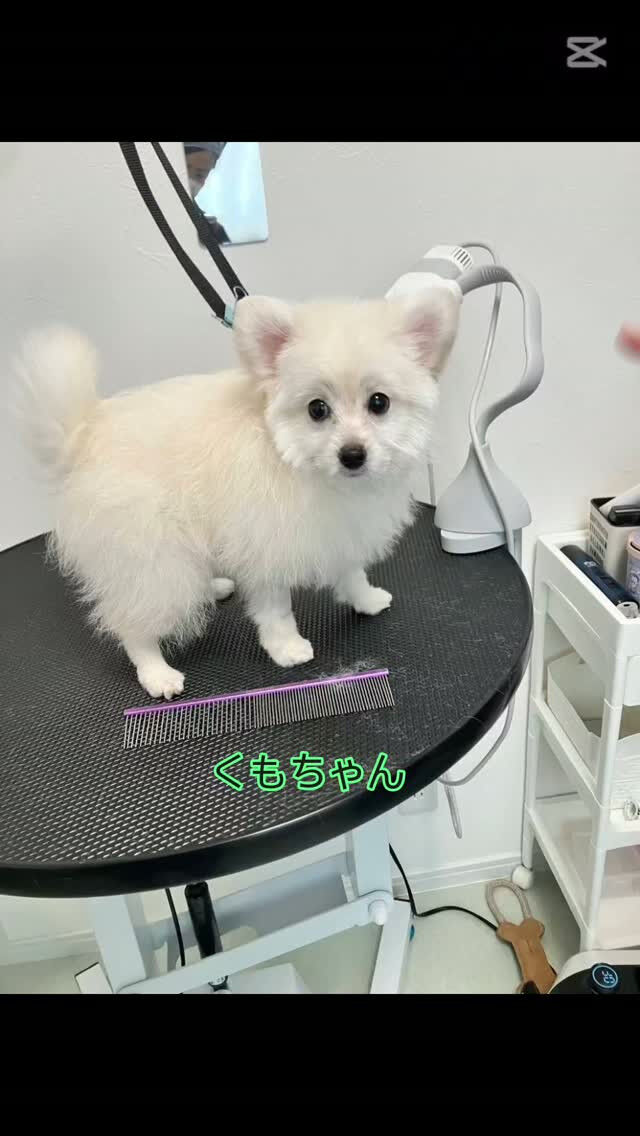 くもちゃんのショート動画です📹️✨