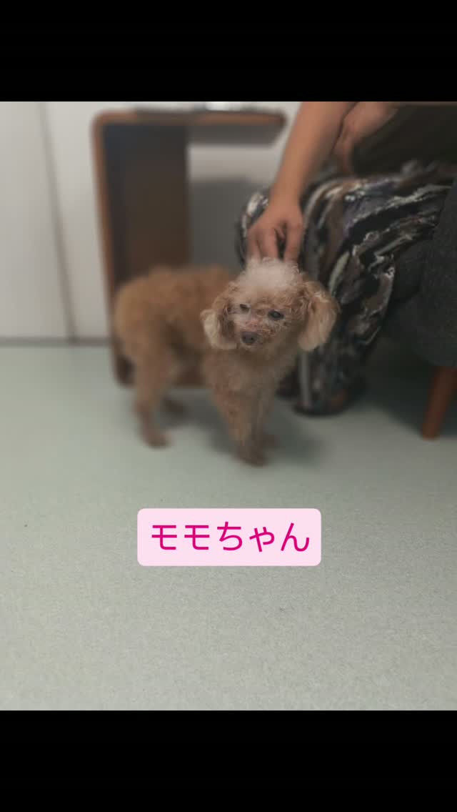 トイプードル・14歳の男の子