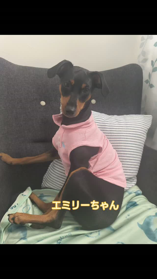 エミリーちゃん❣️