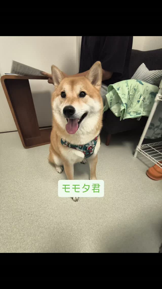 モモタ君・柴犬・16㌔