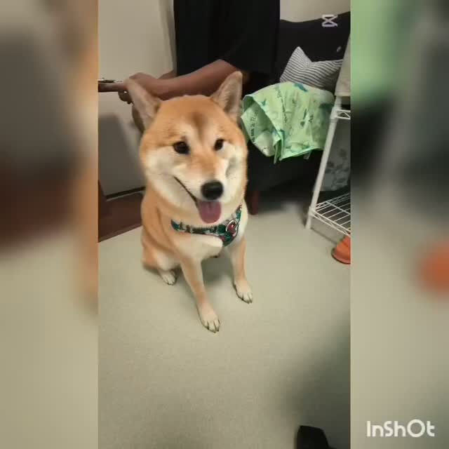 モモタ君🌟ショート動画です📹️