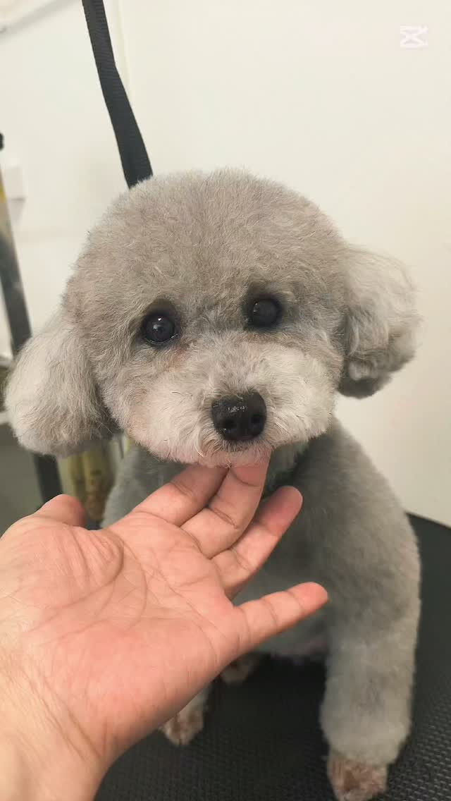 シナモンちゃん🌺ショート動画