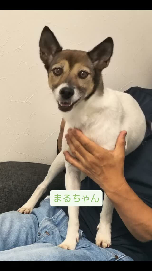 まるちゃん・MIX犬・６才