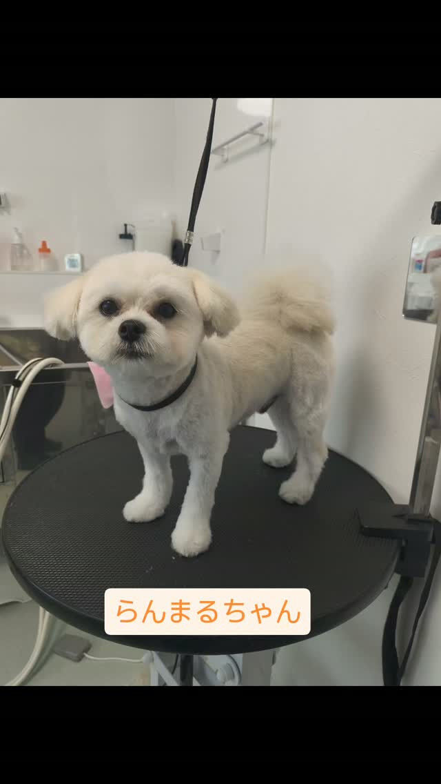 らんまるちゃん・シーズーMIX犬．1歳