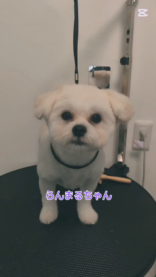 らんまるちゃん🌺