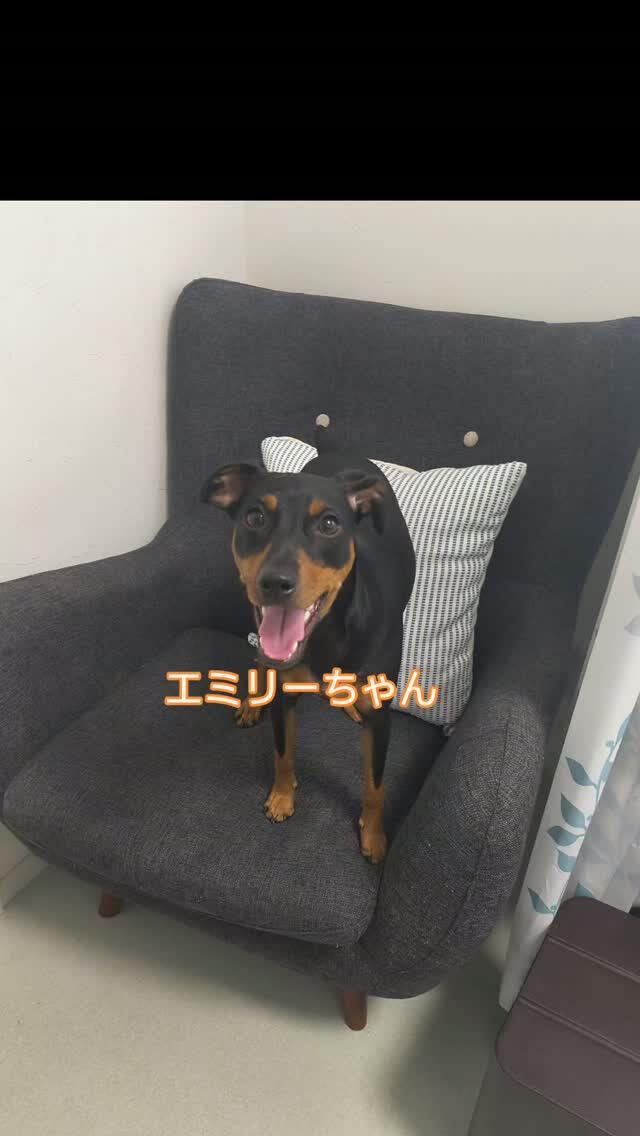 エミリーちゃん