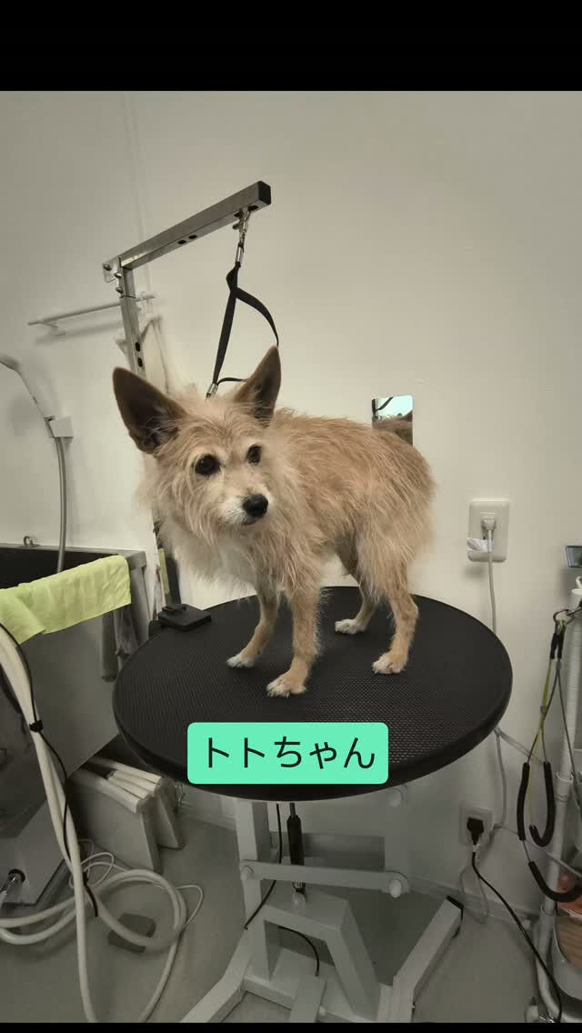 トトちゃん・テリア系MIX犬・10才