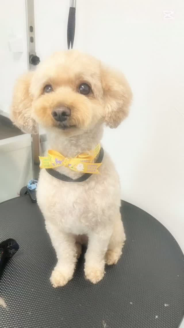 Mayちゃん・ショート動画📹️