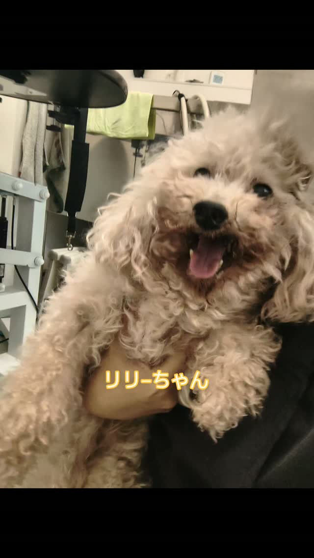 リリ―ちゃん・プードル・15歳