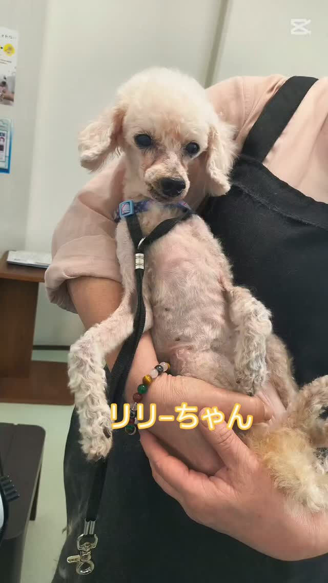 リリ―ちゃん！