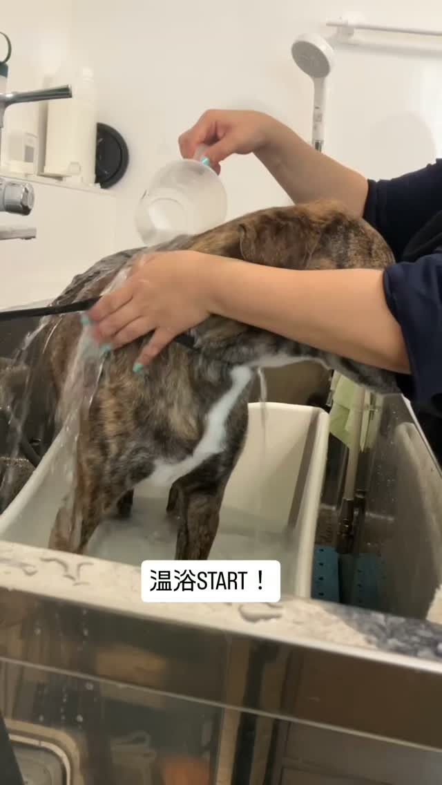 チーちゃん・MIX犬