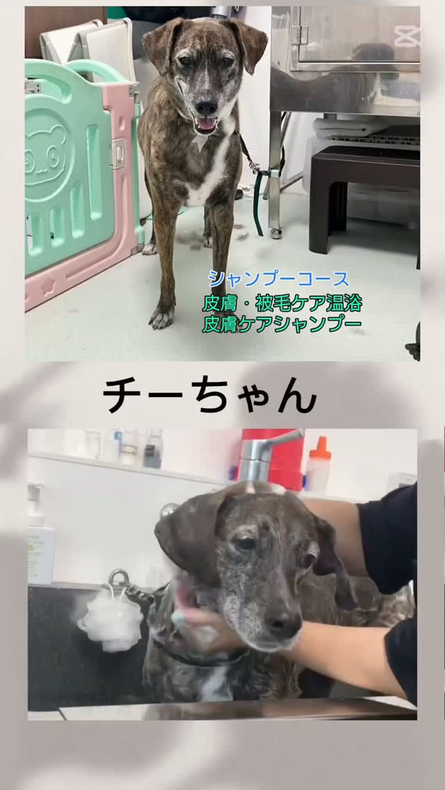チーちゃん・ショート動画🎥