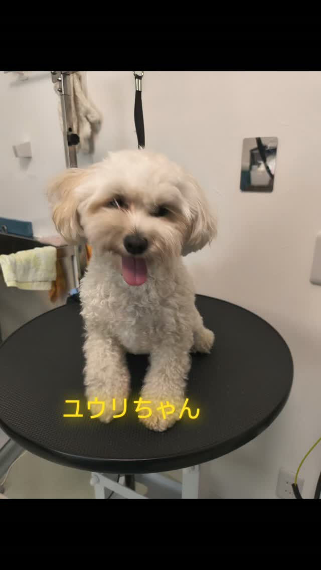 ユウリちゃん♡マルプーMIX犬・2歳