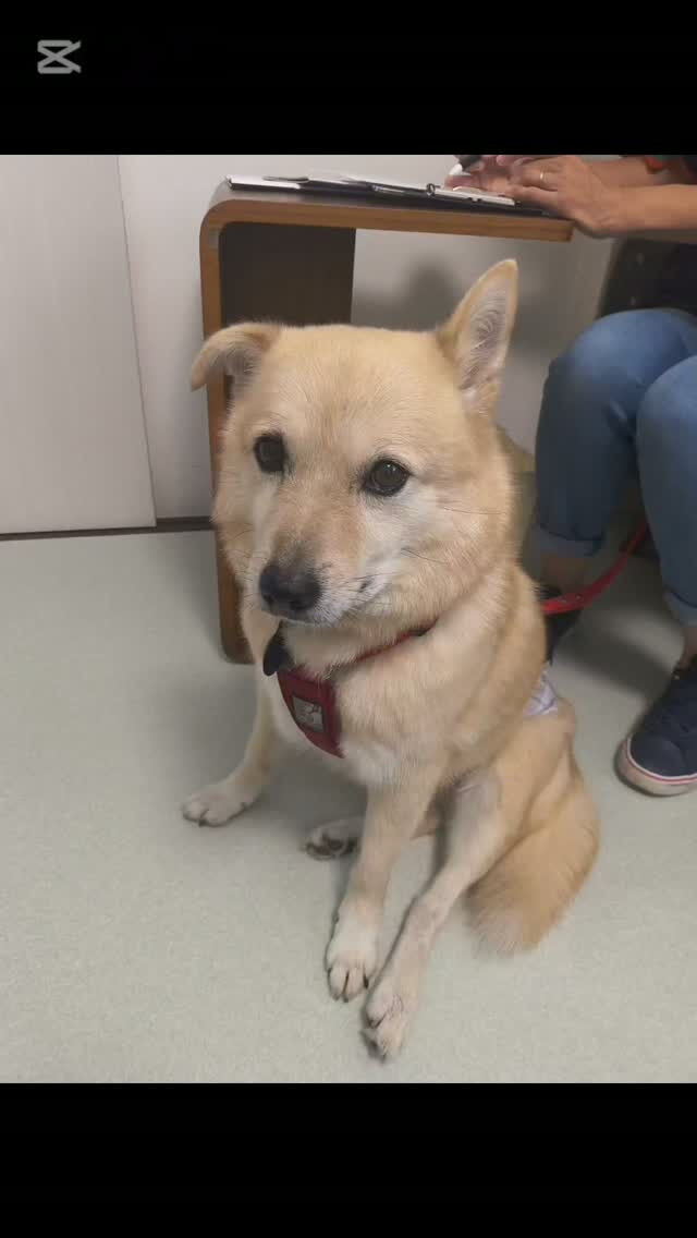わたげちゃん・MIX犬・7歳
