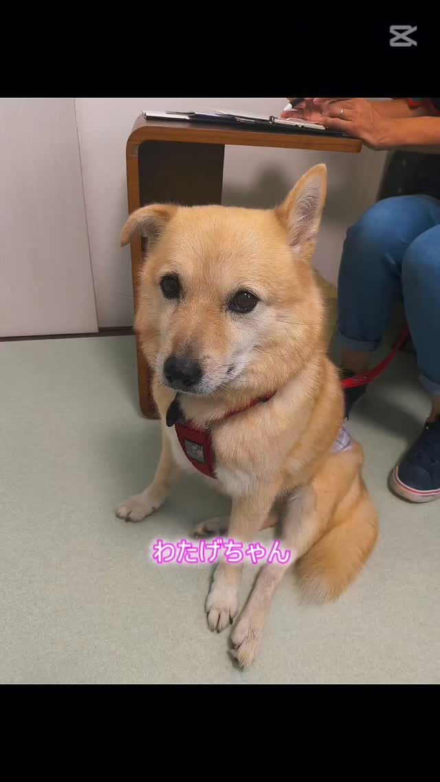 わたげちゃん