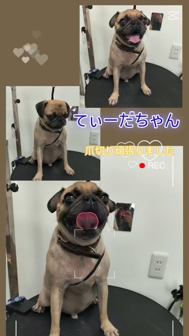 てぃーだちゃん・パグ・5歳
