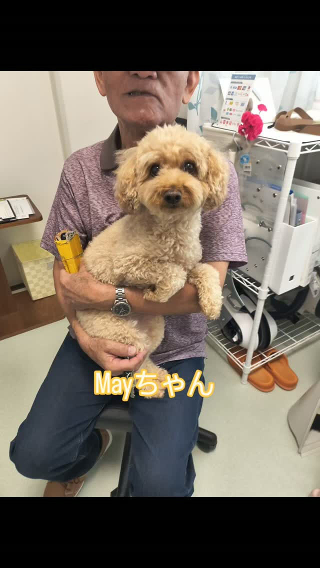 Mayちゃん・プードル