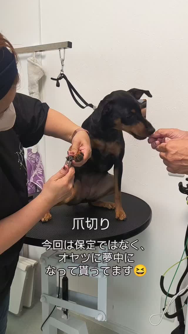 エミリーちゃん・ミニチュアピンシャー