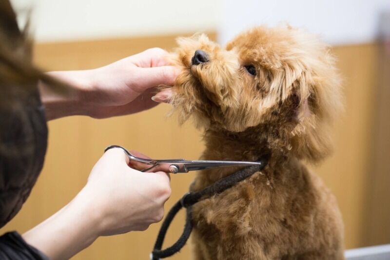 小型犬